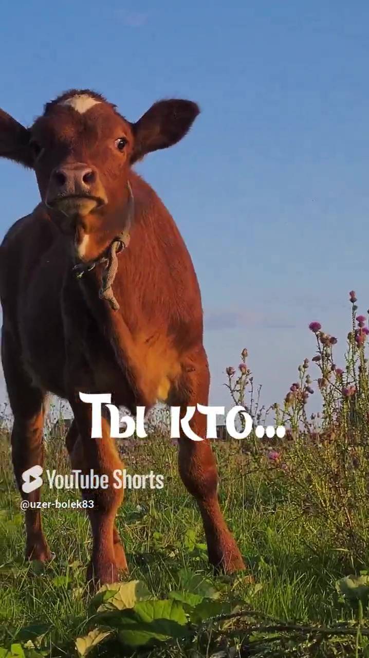 "Наезд".