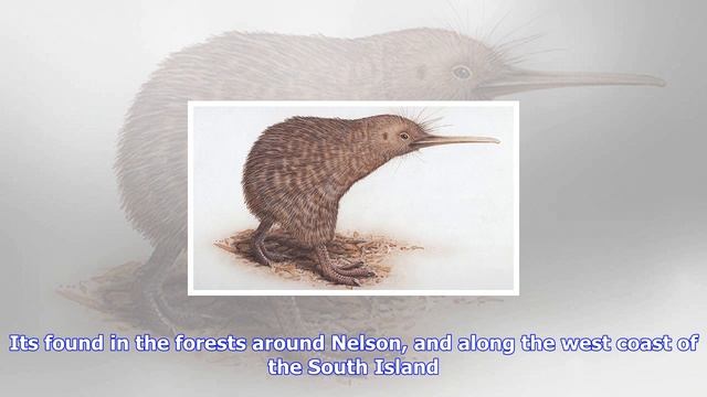 Breaking News | The weird, flightless birds of new zealand