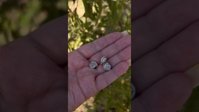 НашествиеSOS… #вредители