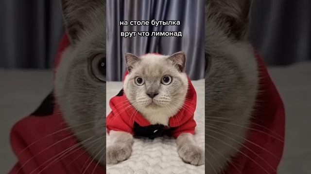 Мы в ВК https://vk.com/life_of_cats