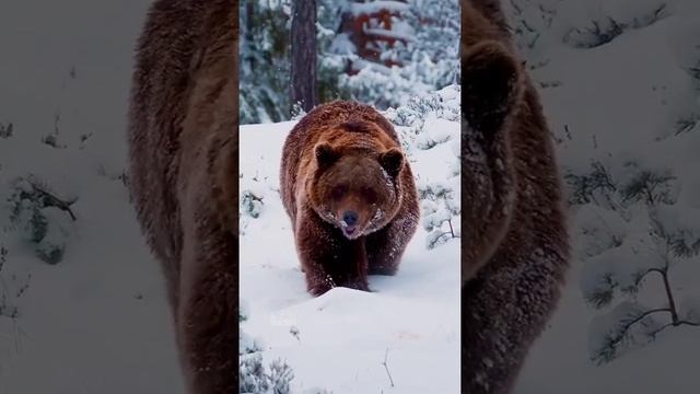 Канадский гризли.