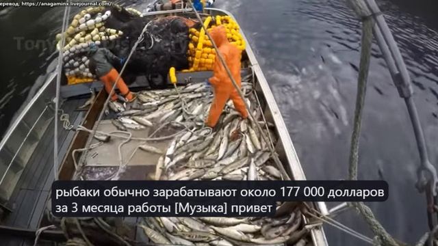 Как фермеры Аляски собирают урожай на более чем 35000 гектарах сельхозугодий