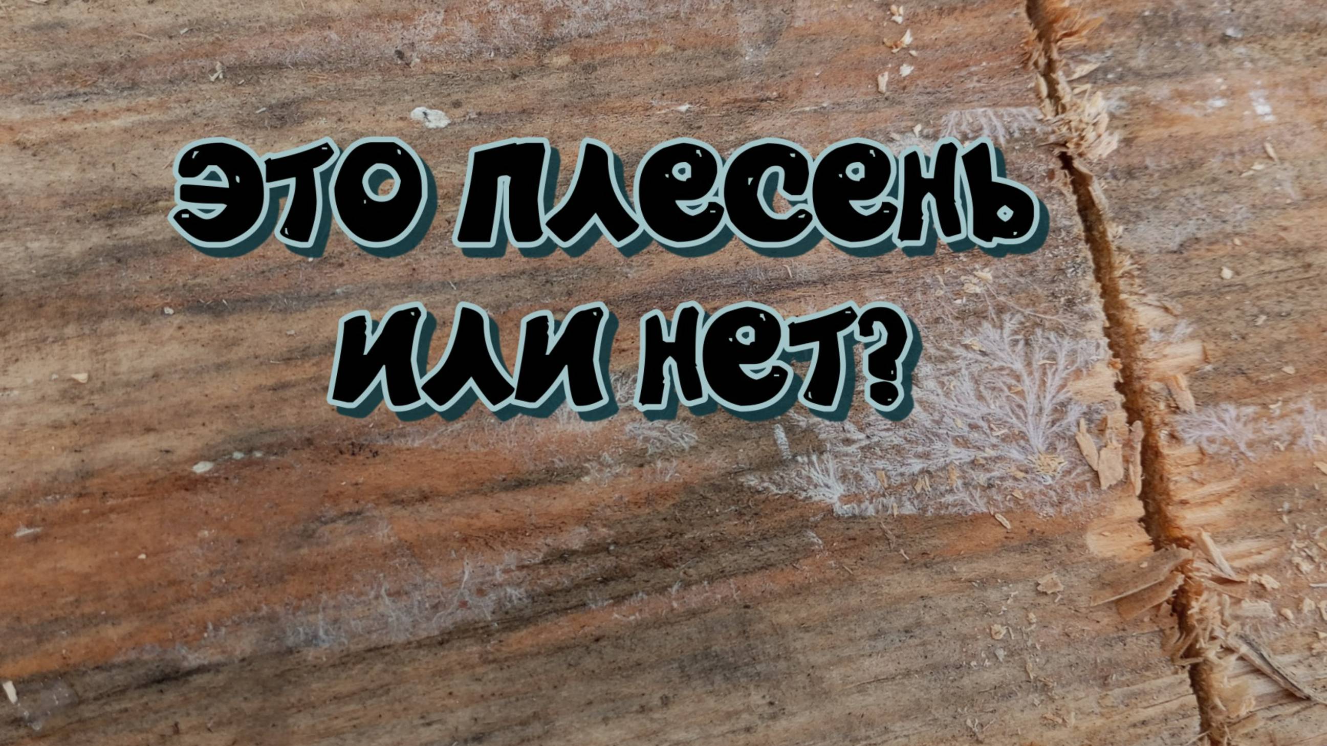 Это_Плесень_или_нет