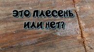Это_Плесень_или_нет