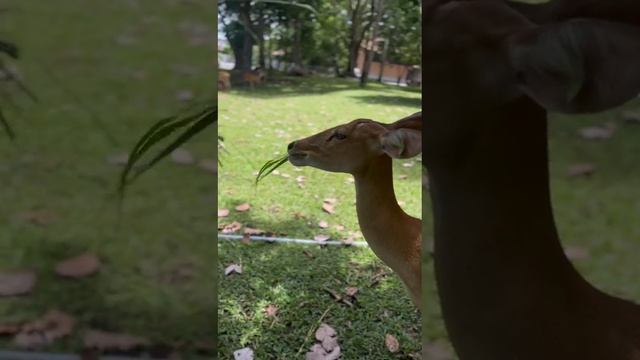 Зоопарк в Таиланде 🇹🇭