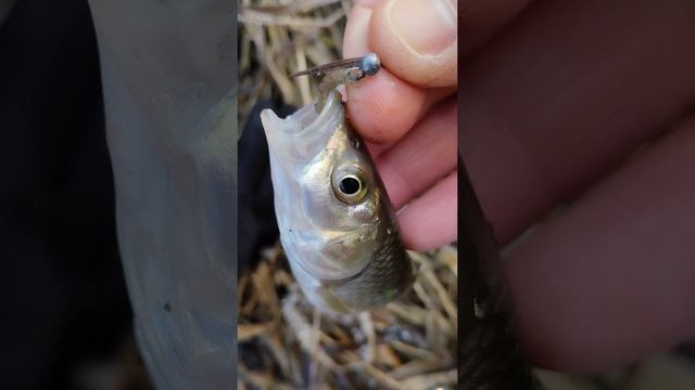 разлавливаем новый силикон.голавль на мормышинг #ультралайт #рыбалка