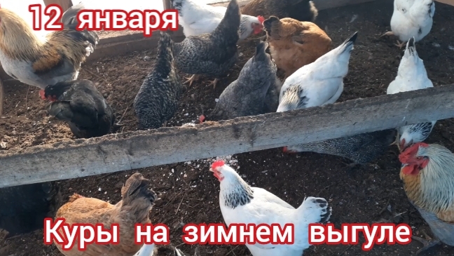 куриный комфорт на зимнем выгуле...