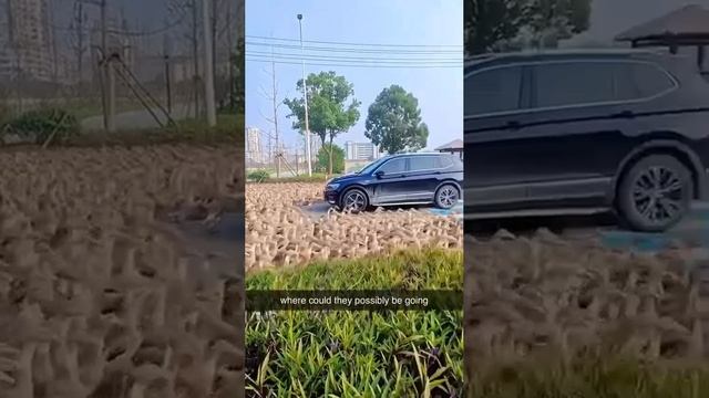нашествие уток.