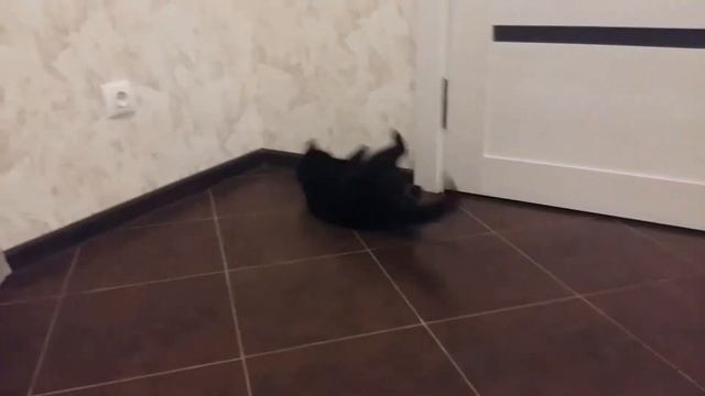 кошка футболистка