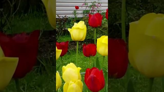 А ты знаешь, чем пахнут тюльпаны. Дмитрий Шлапак