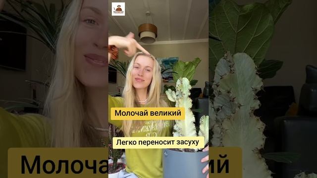 Растения, которые не смогут убить даже самые забывчивые хозяева: часть 2!