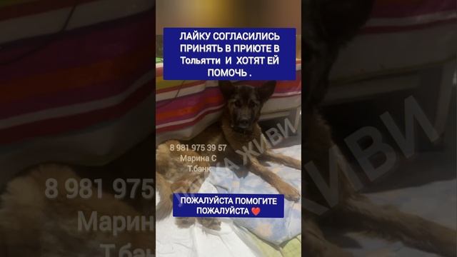 Лайка, продолжение истории, помогите ей уехать пожалуйста