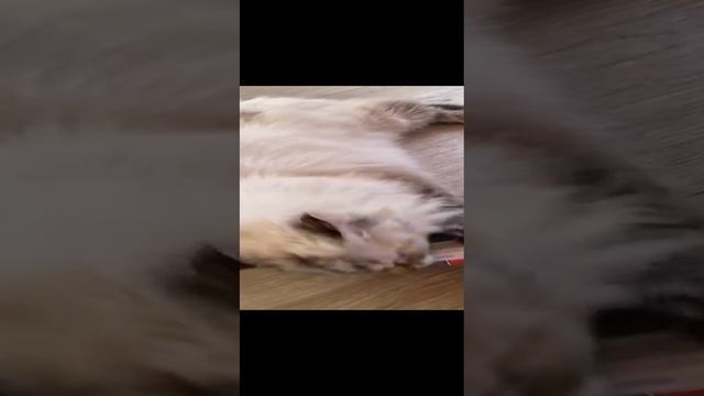 кот и коробка