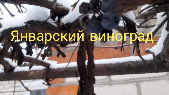 Январский виноград.