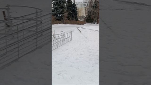Новогодний дендропарк