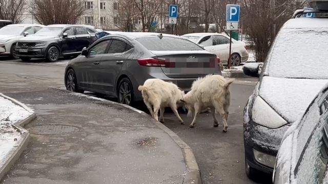 🐐Бутовские козы устроили разборки🐐