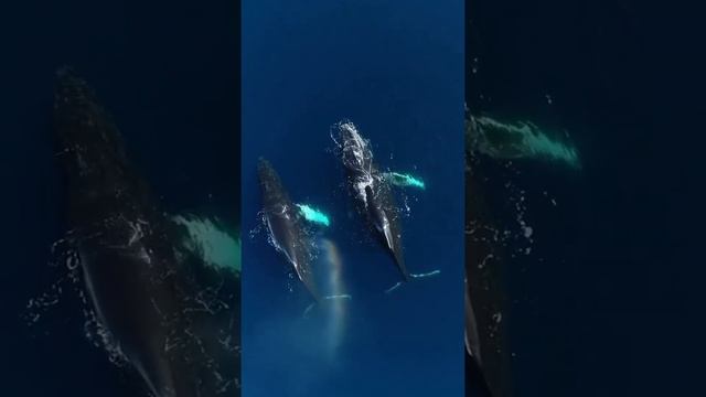 Humpback Whale