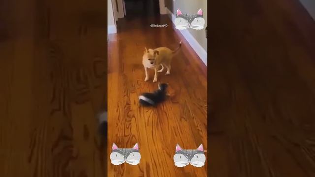 Котики они такие
