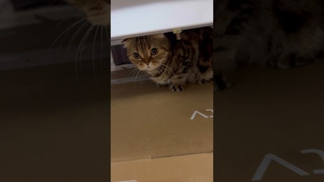 Шотландская вислоухая кошка и скотч 🐱