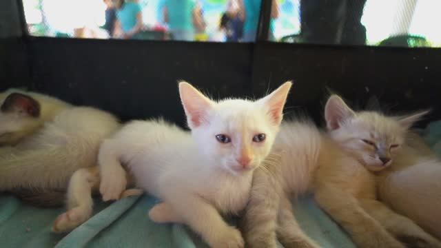 Семейка котиков. Развлекательное видео для детей