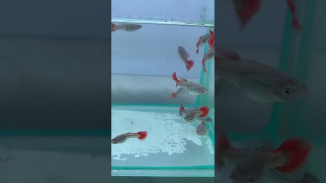 Гуппи дамбо ред тейл