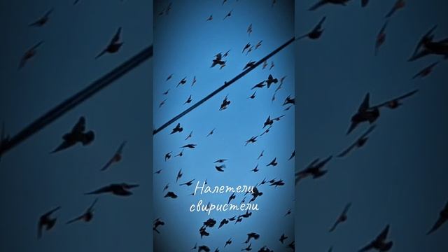 Налетели свиристели