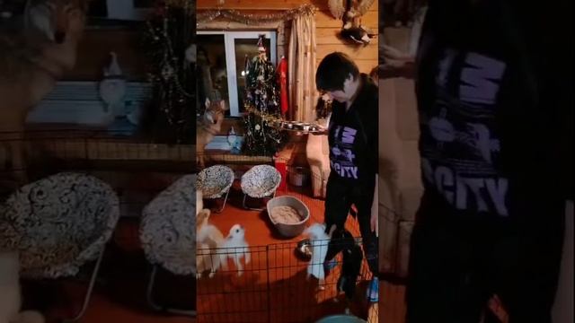 petal_20250110_183940.mp4