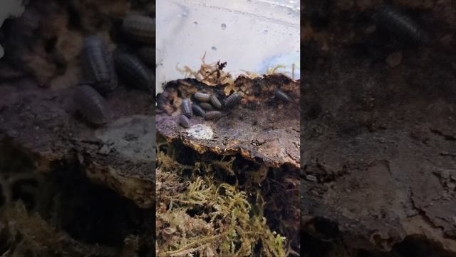 Из жизни мокриц Armadillidium nasatum