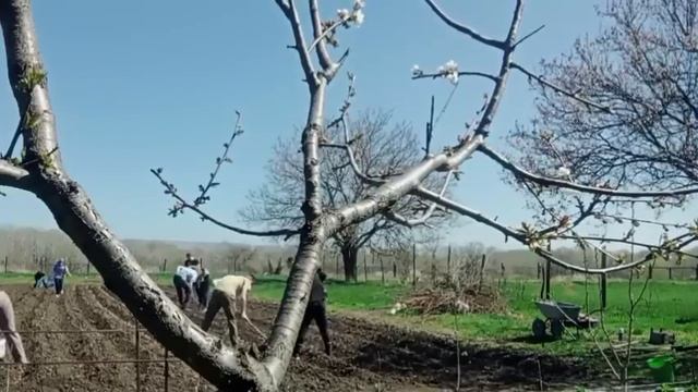 Вот так и было 🤷😳👌/ Сажаем картошку 😊/ Жарим шашлыки 🤗/ Гуляем в городе 🤗 07.04.2024 г.
