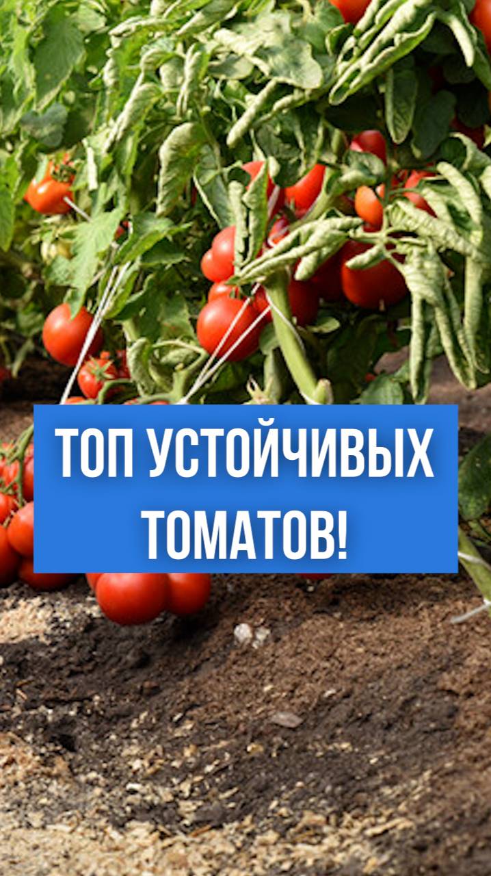 ТОП томатов, устойчивых к фитофторозу!