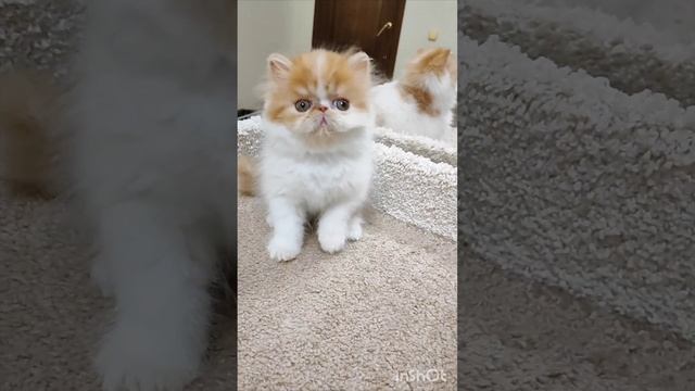 АРЧИ 🥰