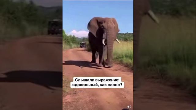 Вот он 🐘