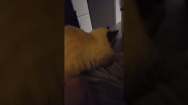 кошка милашка