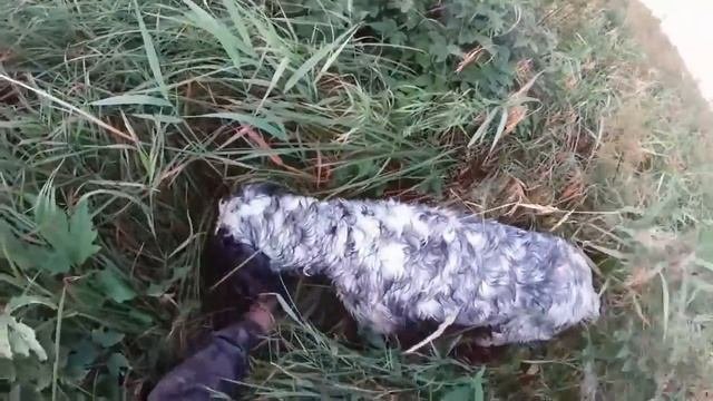 Дупель. Роль дупеля в охоте и натаске . 2020