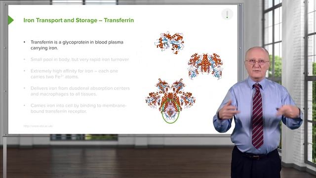 03.04 Iron Transport and Storage