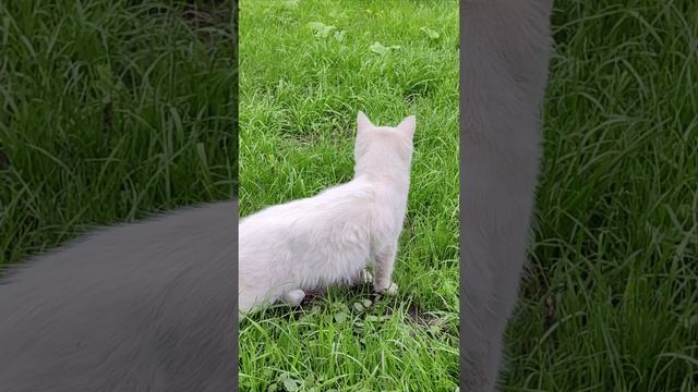 Оператор не успевает за кошкой. #кот #котята #шорты #4k