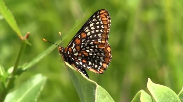 Baltimore Checkerspot Butterfly on June 8, 2012