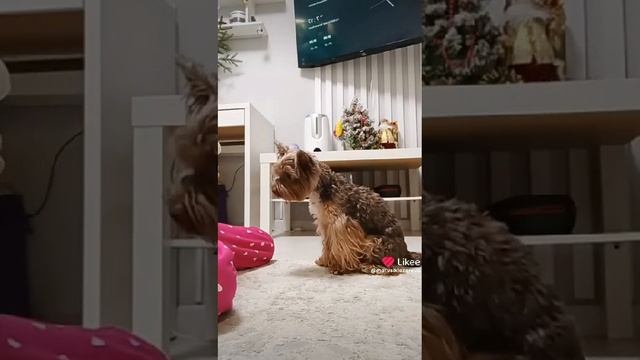 🤎Эрни🤎🐶