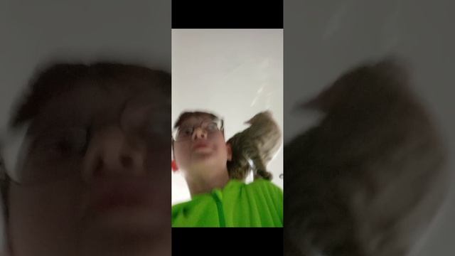 попугая-кошка