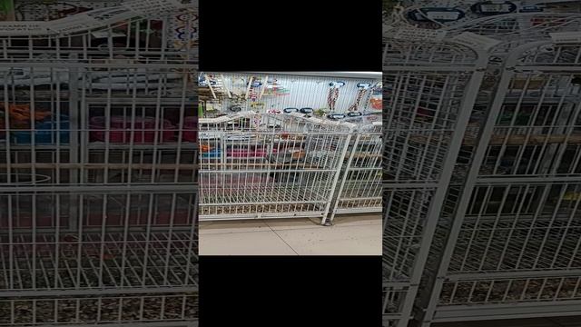 Говорящий попугай жако