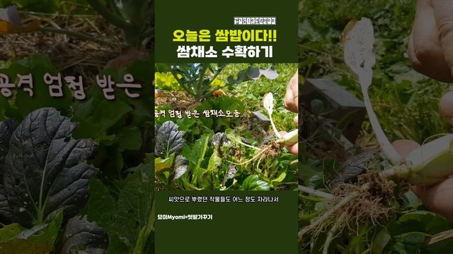 텃밭 상추 쌈채소 수확하는 방법