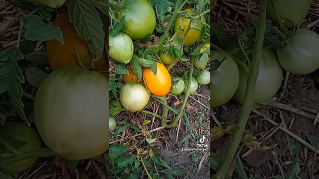 Лукум. Огляд низькорослих сортів помідорів з моєї колекції.