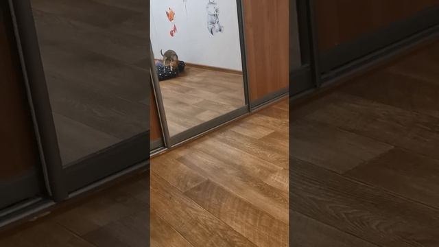 InShot_20250113_191314120.mp4
13.01.24г И что с ней делать? #маленькаясобачкаСоня