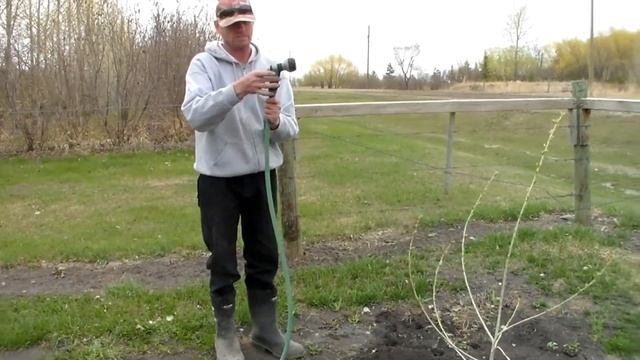 Высадка пирамидального тополя! Канада