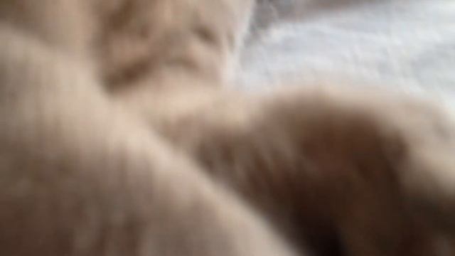 Кот Ася (Вася)