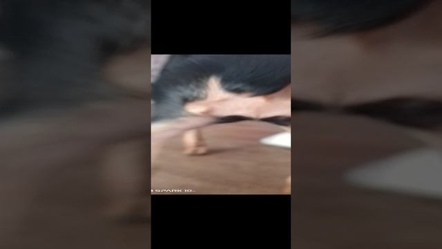 собака-розовый шарик