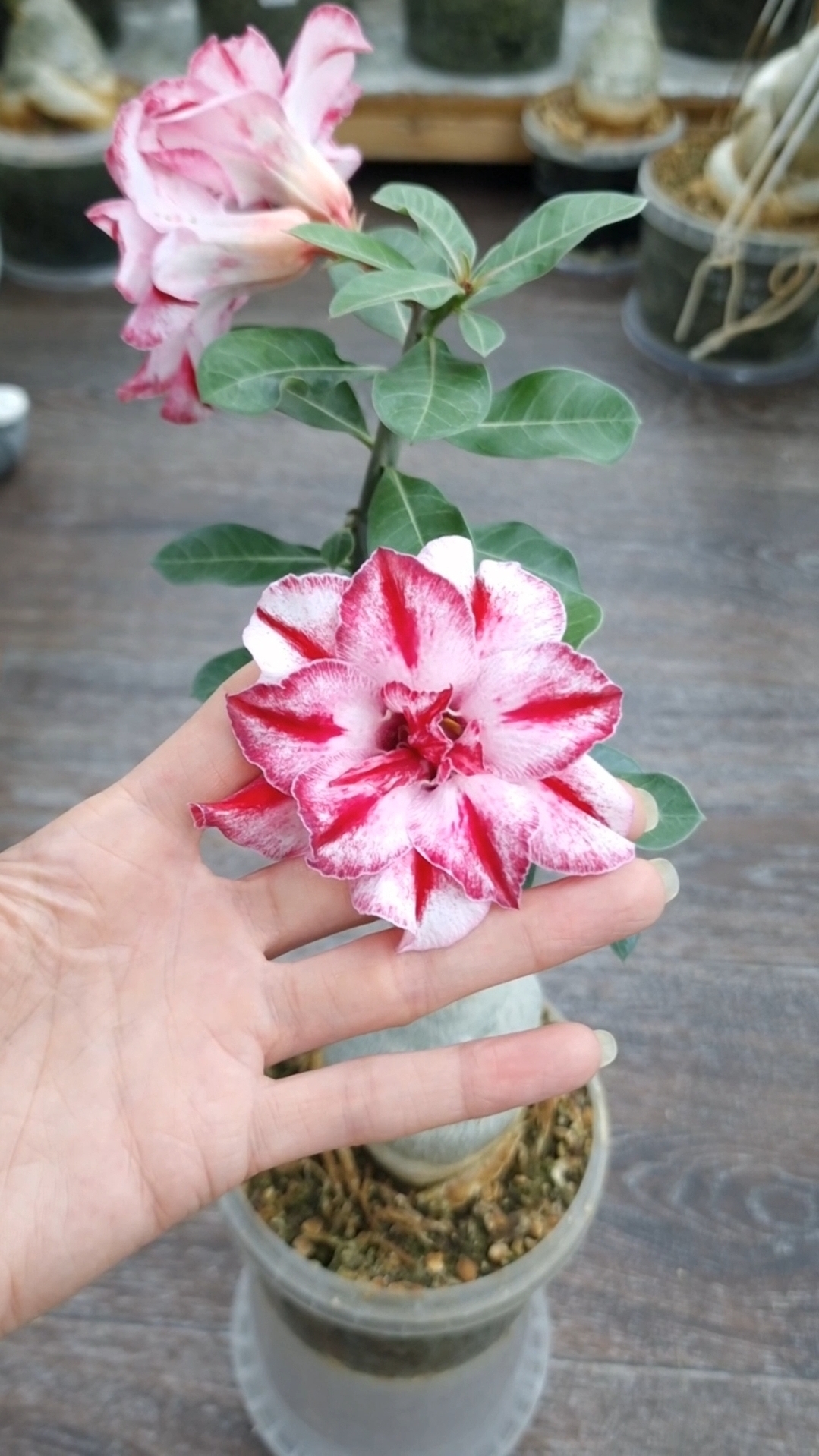 адениум AS-41. Сеянец, выращенный из семян🤗