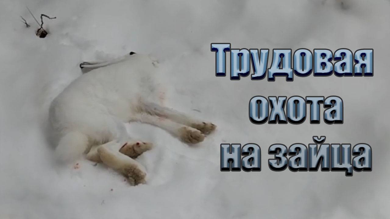 6 января 2025 года. Трудовая охота на зайца.