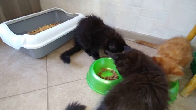 Что делают котята ранним утром. Кушают!