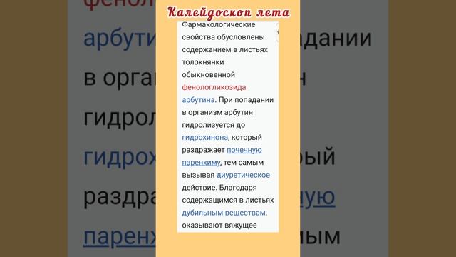 Целебный калейдоскоп...Медвежьи ушки в аптеке?- Толокнянка.  #народнаямедицина